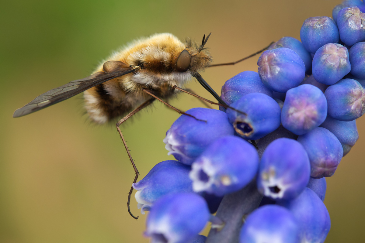 Bee Fly 2